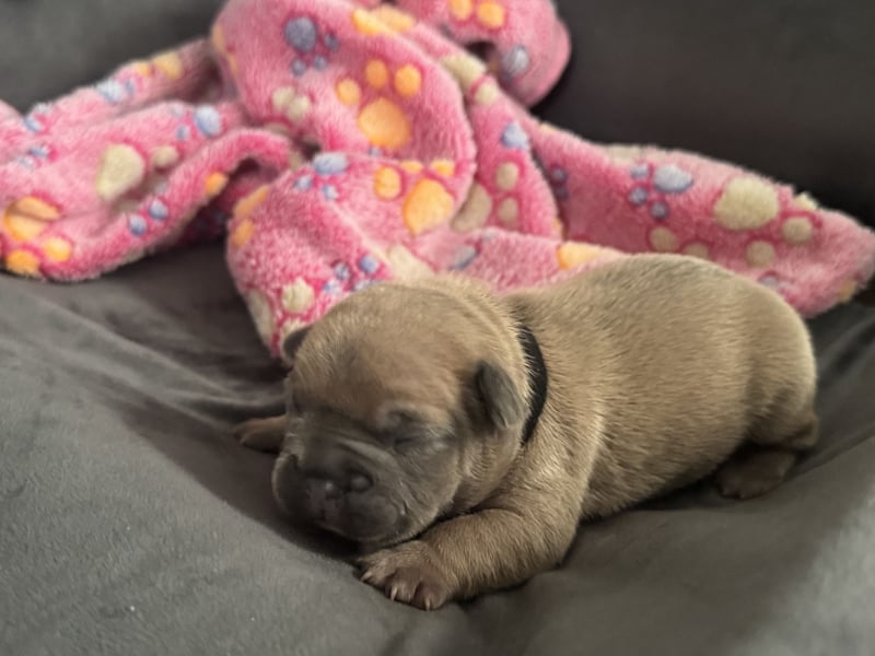 Französische Bulldogge