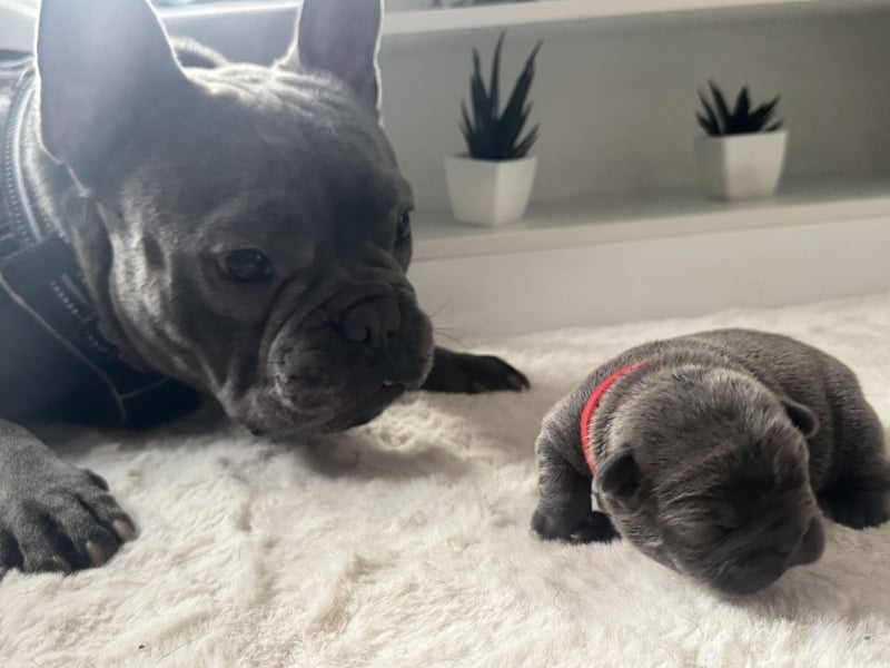 Französische Bulldogge