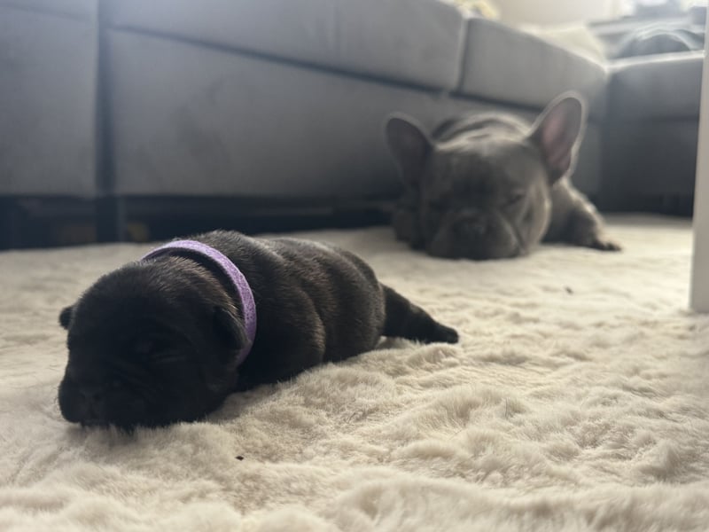 Französische Bulldogge