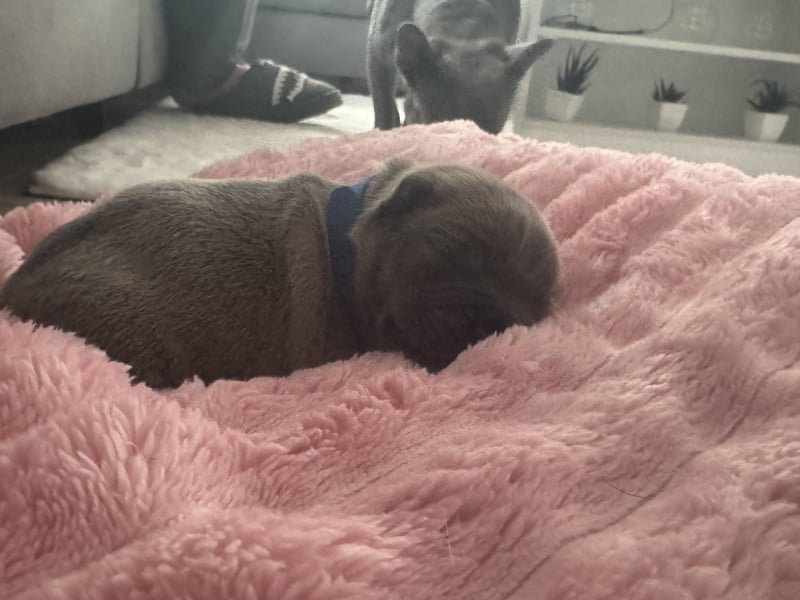 Französische Bulldogge