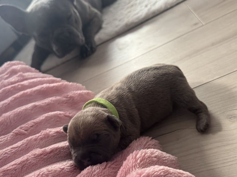 Französische Bulldogge