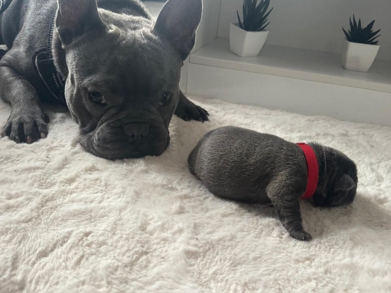 Wunderschöne französische bulldogge welpen suchen wundervolle Menschen