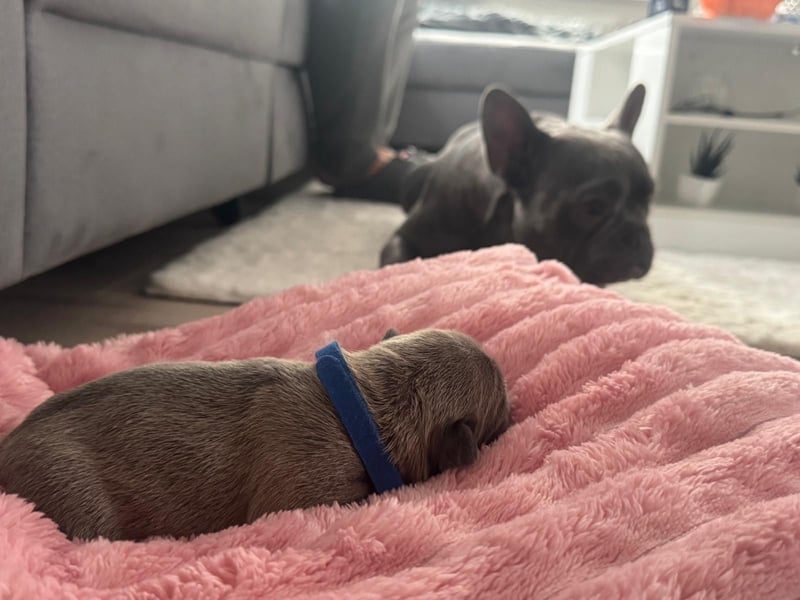 Wunderschöne französische bulldogge welpen suchen wundervolle Menschen