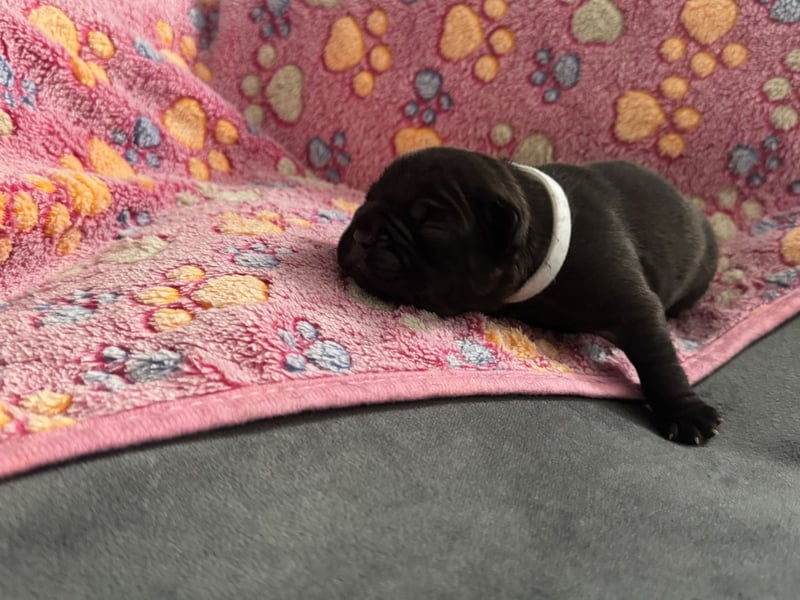 Französische Bulldogge