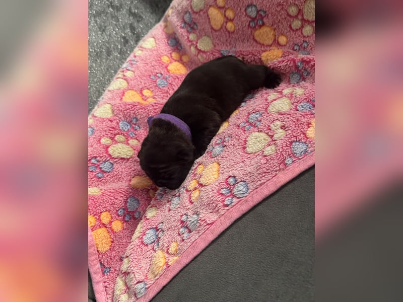 Französische Bulldogge