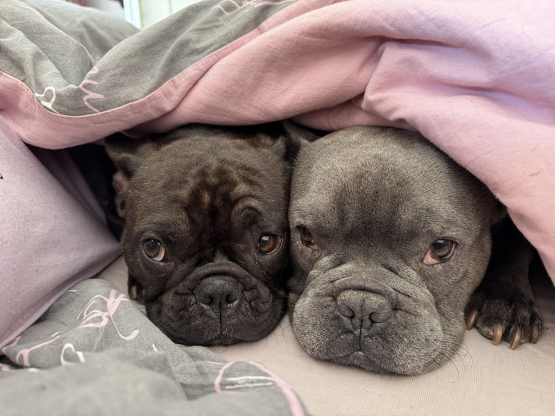 Wunderschöne französische bulldogge welpen suchen wundervolle Menschen