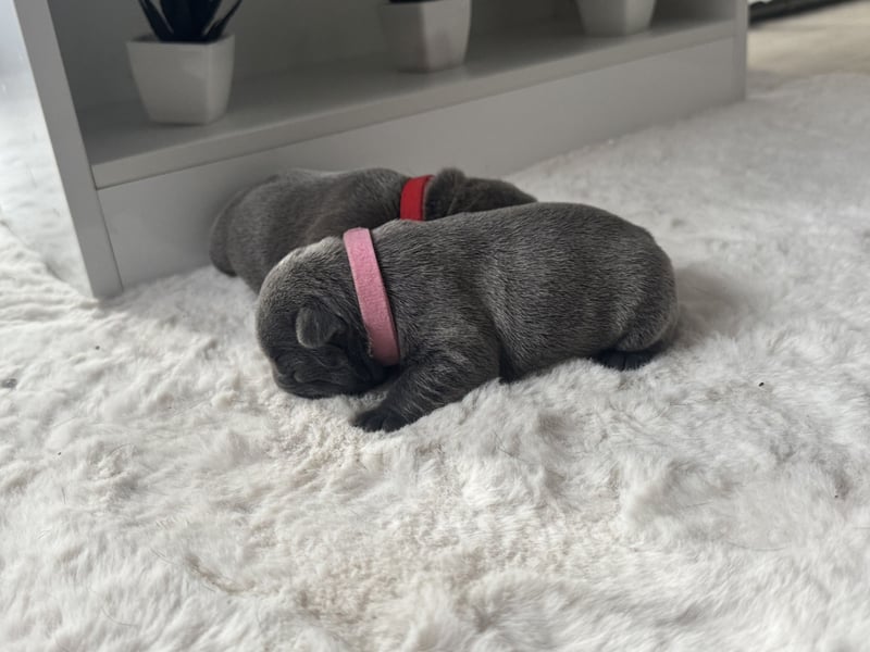 Französische Bulldogge