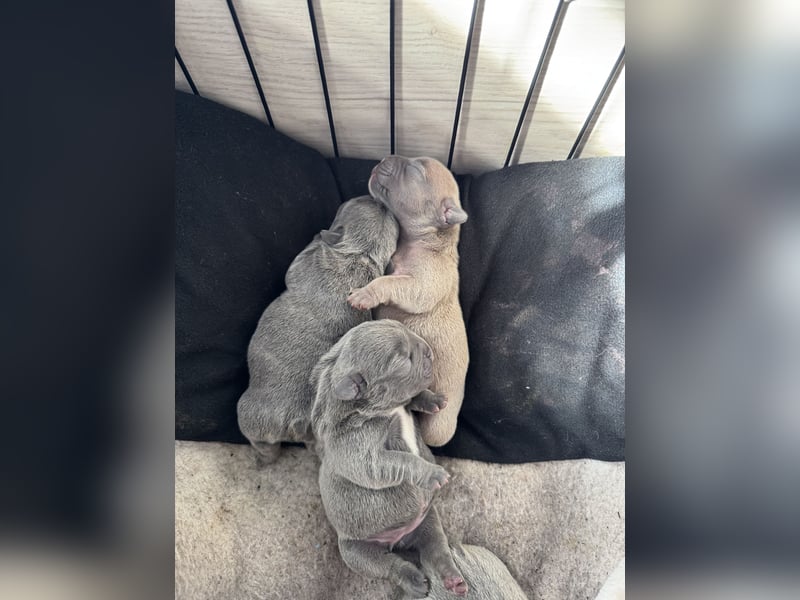 Wunderschöne französische bulldogge welpen suchen wundervolle Menschen