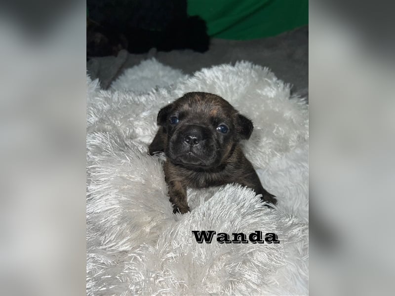 Französische Bulldoggen Welpen mit Näschen und Ahnentafel