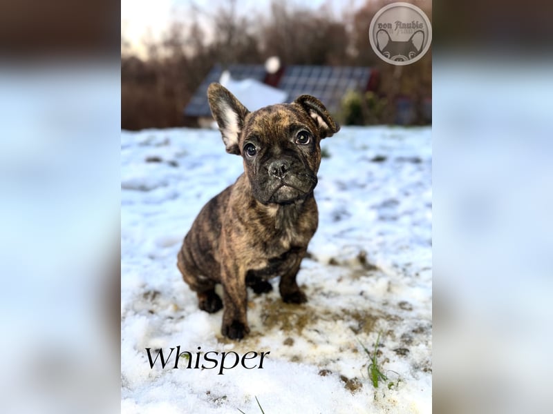 Französische Bulldoggen mit Näschen und Ahnentafel