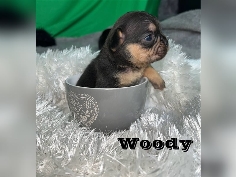 Französische Bulldoggen Welpen mit Näschen und Ahnentafel