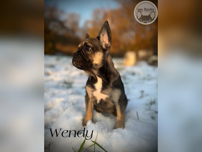 Französische Bulldoggen mit Näschen und Ahnentafel