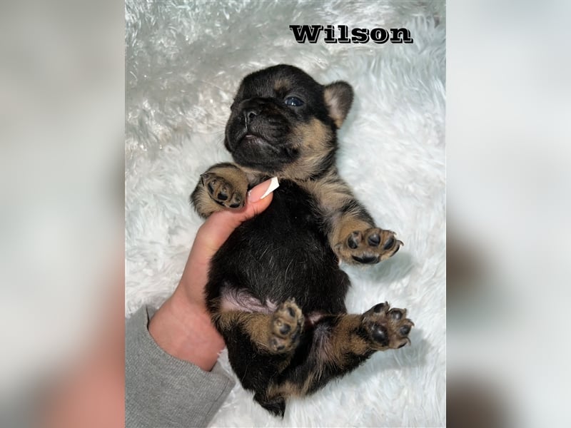 Französische Bulldoggen Welpen mit Näschen und Ahnentafel