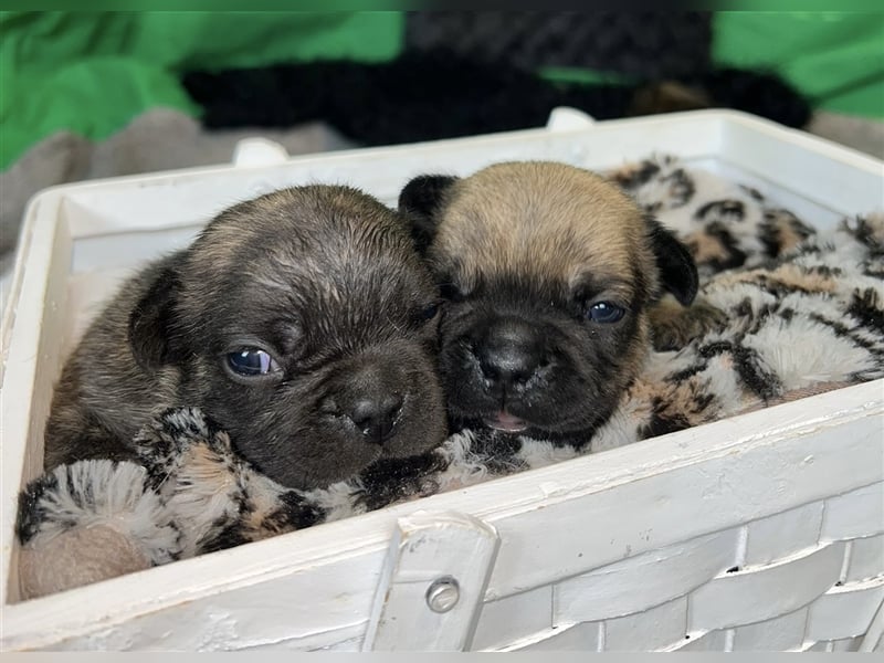 Französische Bulldoggen Welpen mit Näschen und Ahnentafel