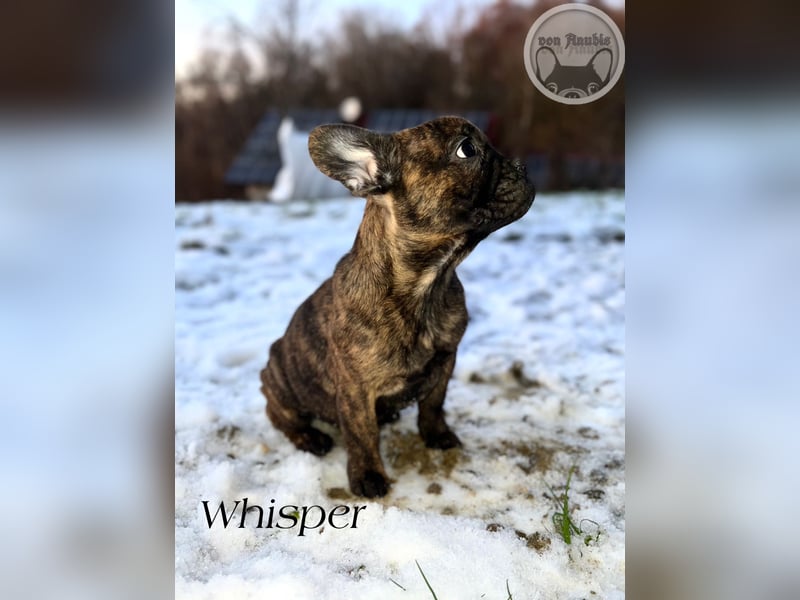 Französische Bulldoggen mit Näschen und Ahnentafel