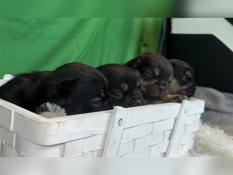 Französische Bulldoggen Welpen mit Näschen und Ahnentafel