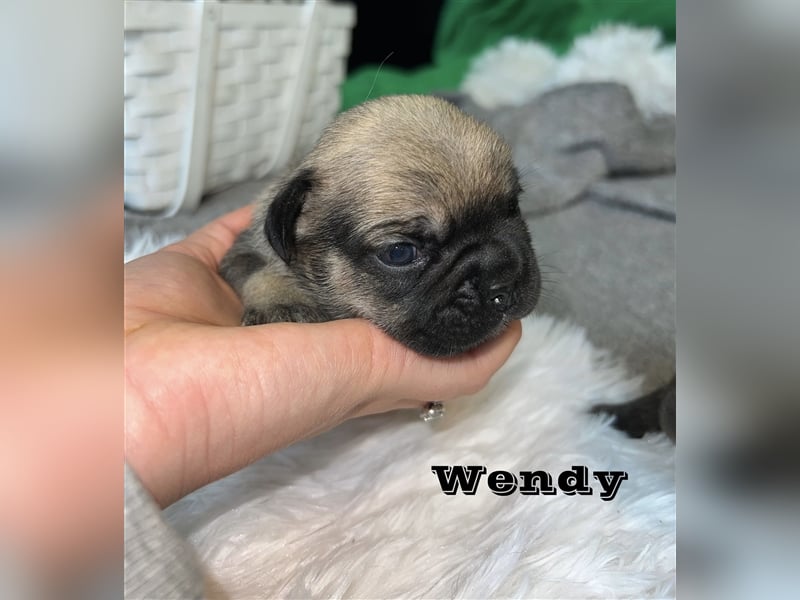 Französische Bulldoggen Welpen mit Näschen und Ahnentafel