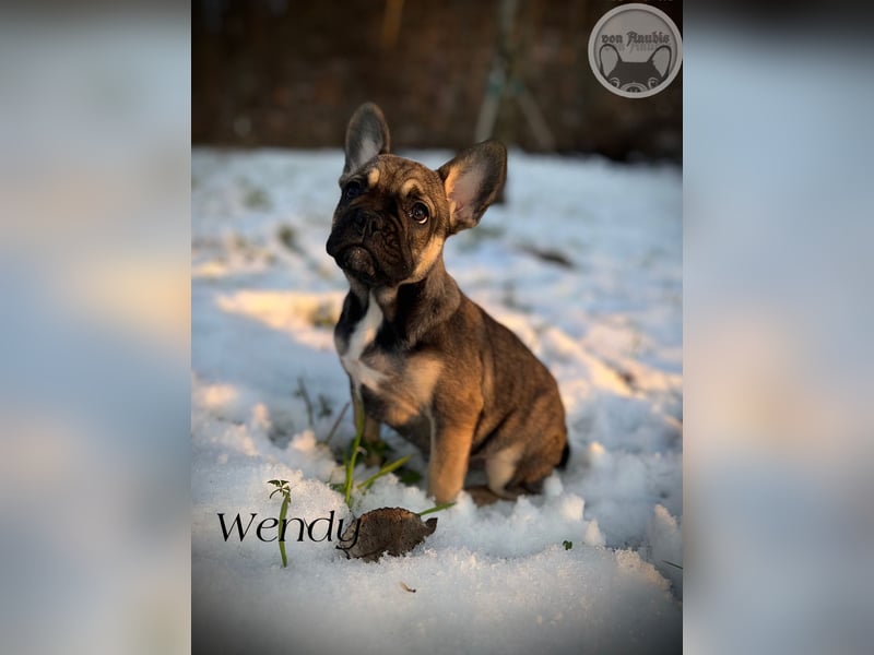 Französische Bulldoggen mit Näschen und Ahnentafel