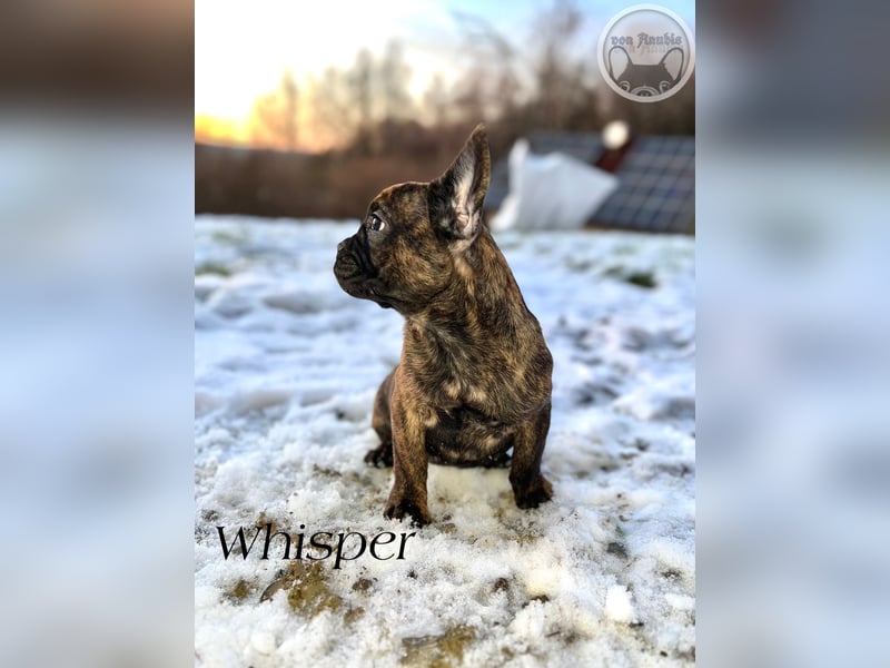 Französische Bulldoggen mit Näschen und Ahnentafel