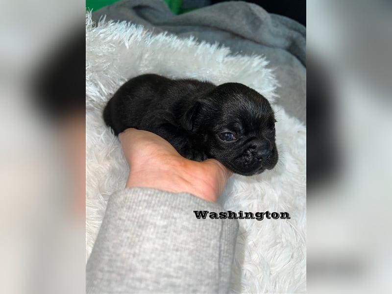 Französische Bulldoggen Welpen mit Näschen und Ahnentafel