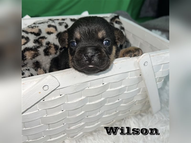 Französische Bulldoggen Welpen mit Näschen und Ahnentafel