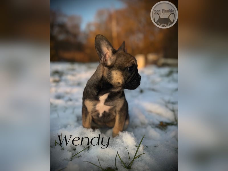 Französische Bulldoggen mit Näschen und Ahnentafel