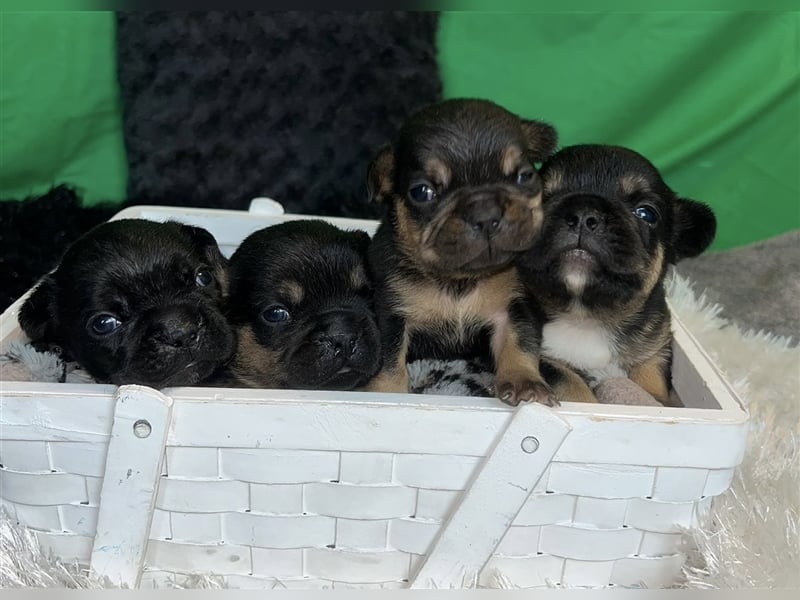 Französische Bulldoggen Welpen mit Näschen und Ahnentafel