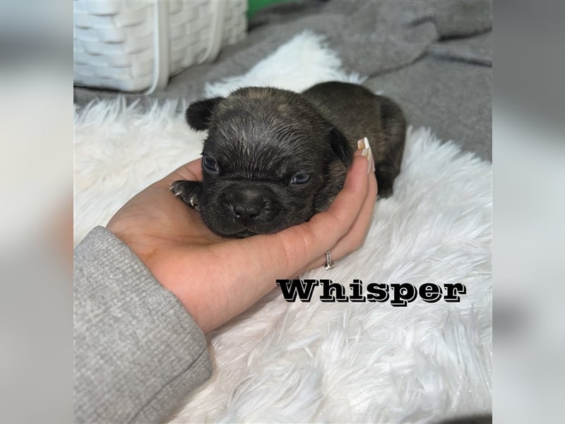 Französische Bulldoggen Welpen mit Näschen und Ahnentafel