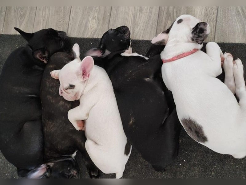 Französische Bulldoggen Welpen