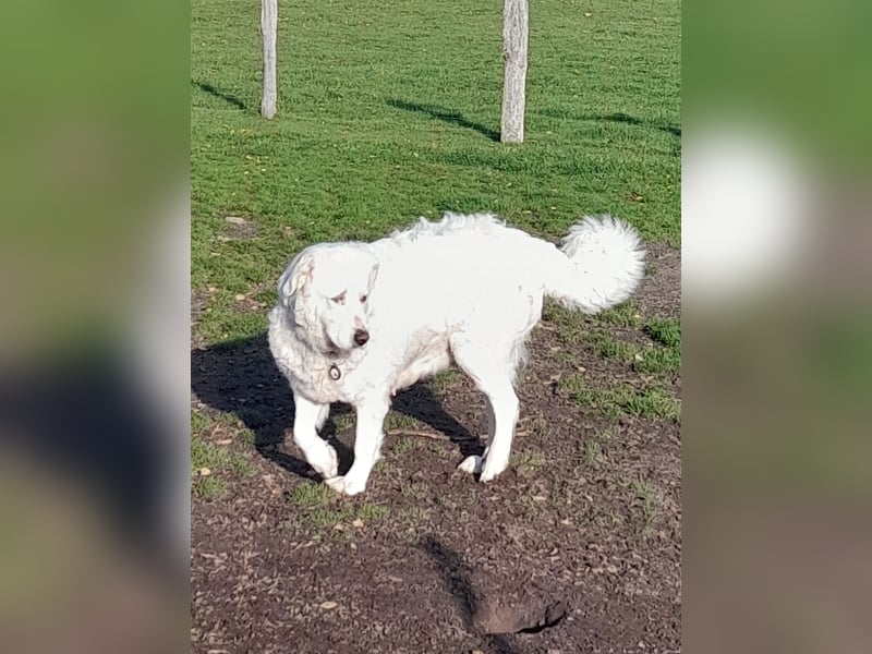 Franz. Pyrenäenberghund