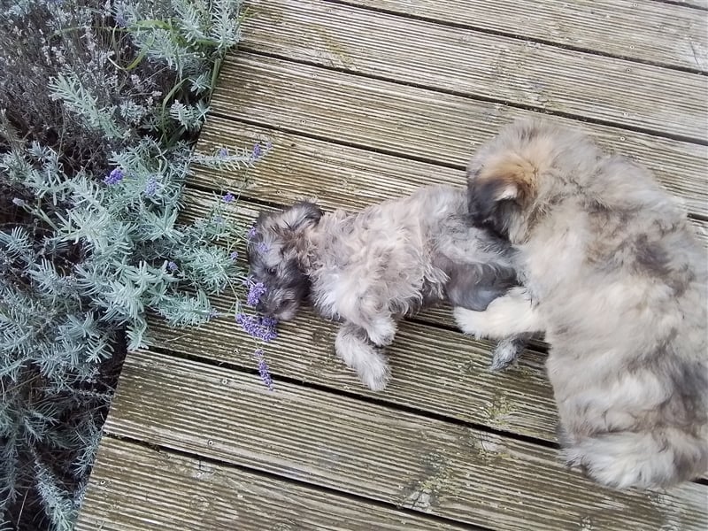 Welpen Hütehund Schäferhund Berger des Pyrenees