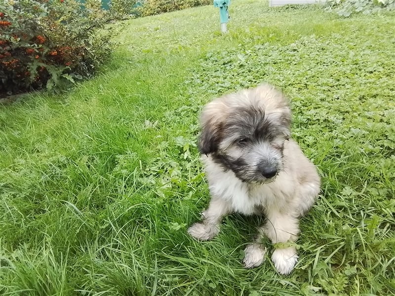 Welpen Hütehund Schäferhund Berger des Pyrenees