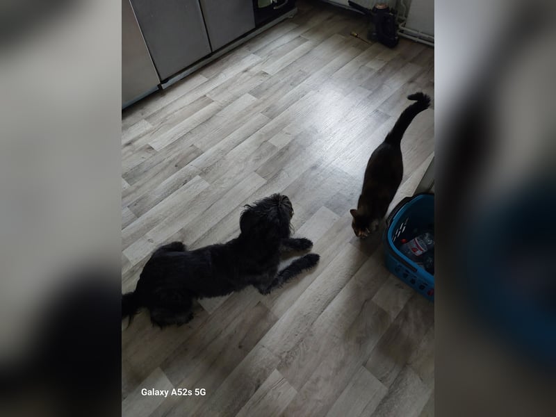 6-jährige Hündin dringendst abzugeben