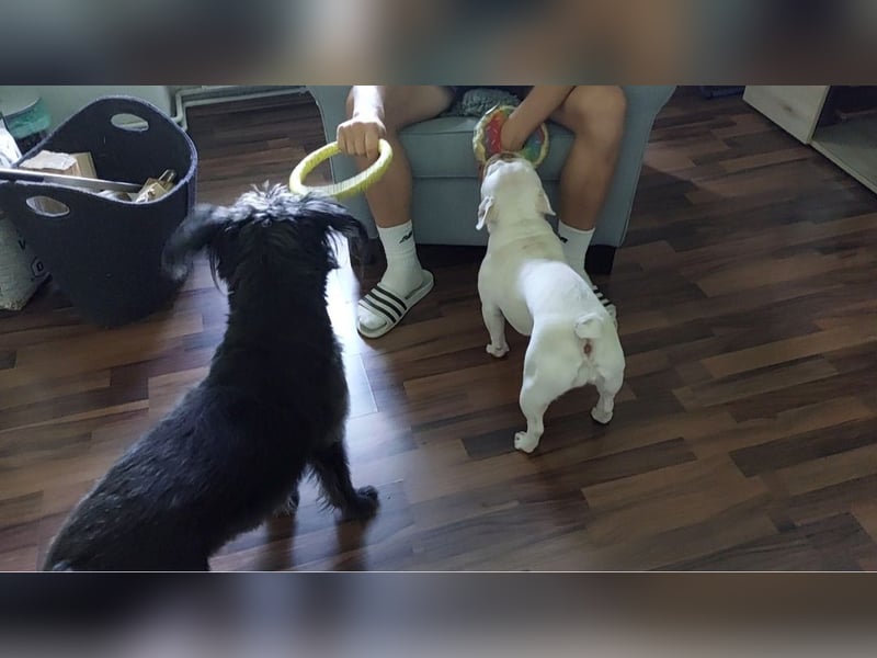 6-jährige Hündin dringendst abzugeben