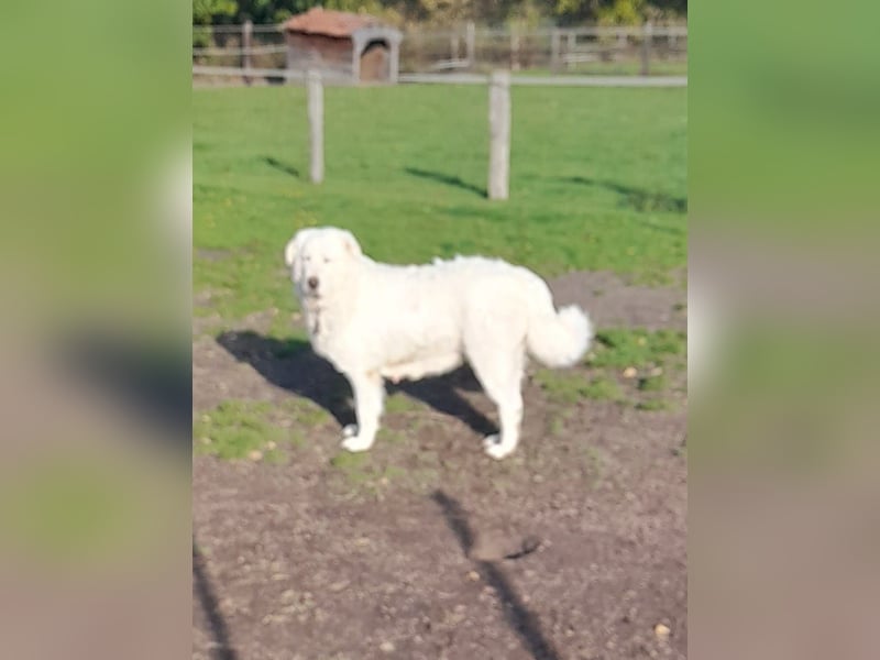 Franz. Pyrenäenberghund