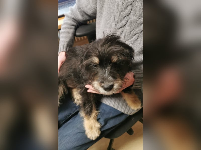 In der Südpfalz zu  besuchen.Zwei kleine Wuschel suchen ein Zuhause