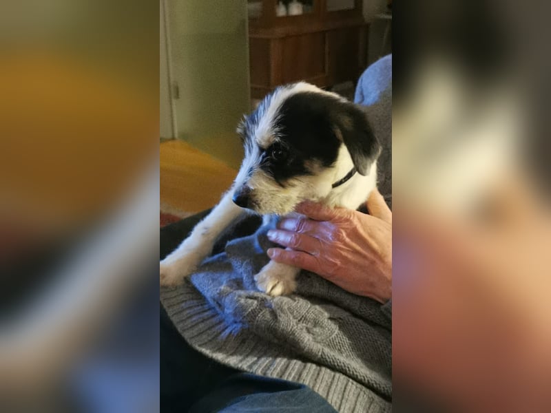 In der Südpfalz zu  besuchen.Zwei kleine Wuschel suchen ein Zuhause