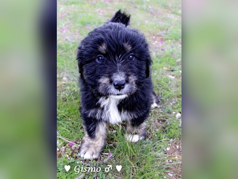 In der Südpfalz zu  besuchen.Zwei kleine Wuschel suchen ein Zuhause