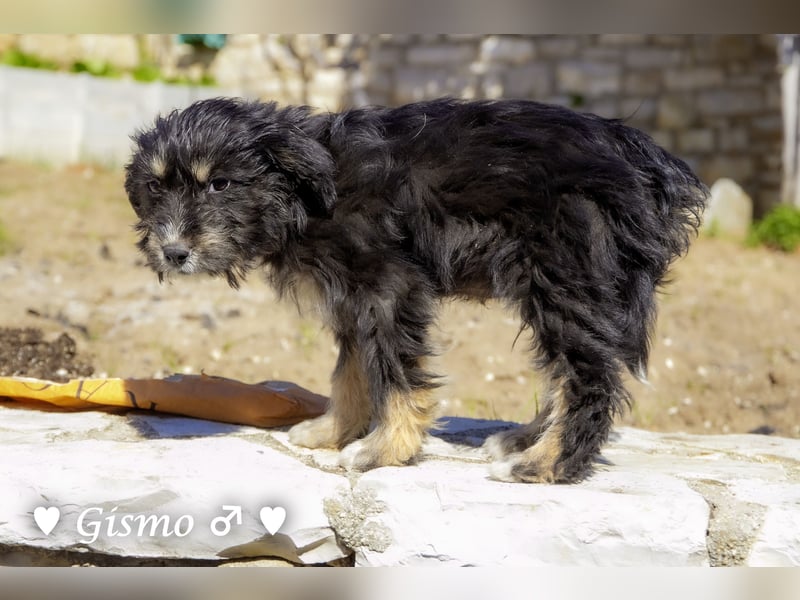 In der Südpfalz zu  besuchen.Zwei kleine Wuschel suchen ein Zuhause