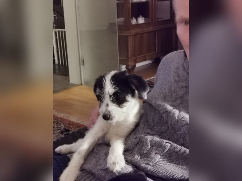 In der Südpfalz zu  besuchen.Zwei kleine Wuschel suchen ein Zuhause
