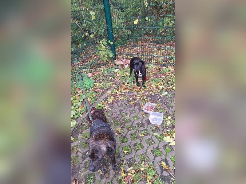 2x französische Mischlingshunde