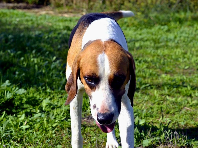 Dimmi – junger französischer Laufhund-Mischling sucht liebevolles Zuhause