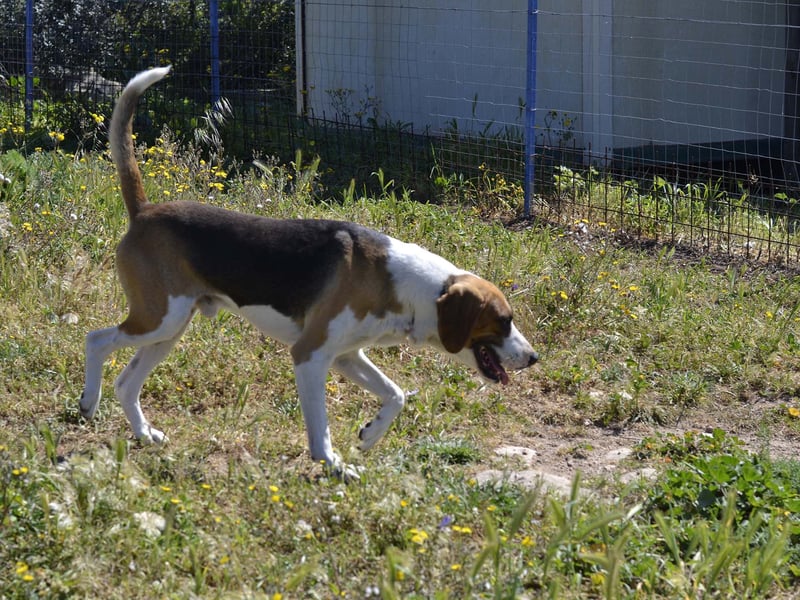 Dimmi – junger französischer Laufhund-Mischling sucht liebevolles Zuhause