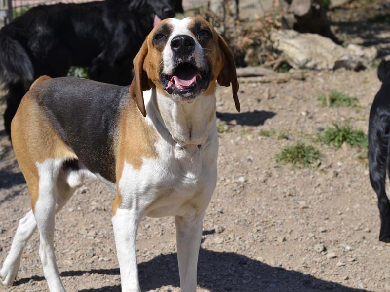 Dimmi – junger französischer Laufhund-Mischling sucht liebevolles Zuhause