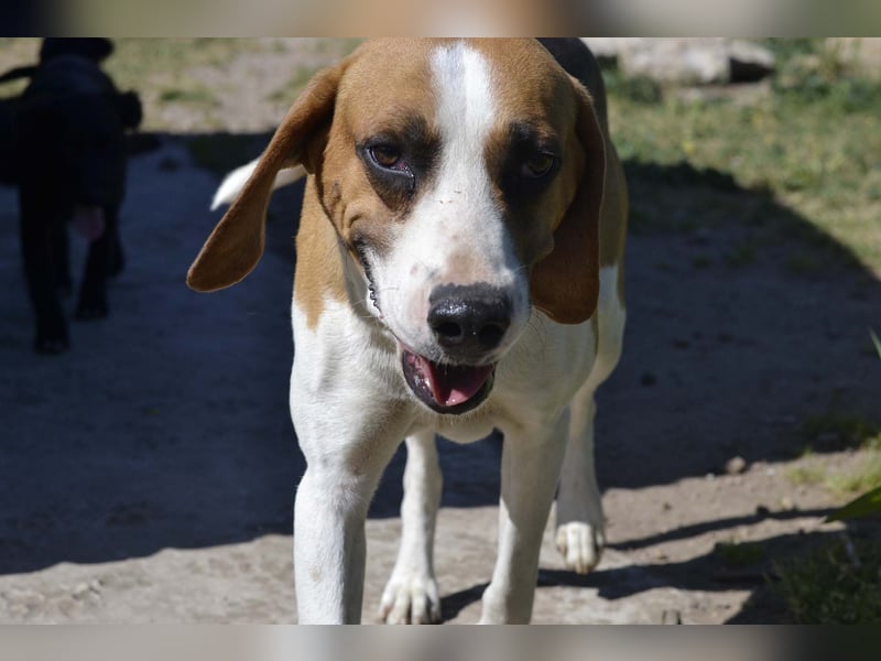 Dimmi – junger französischer Laufhund-Mischling sucht liebevolles Zuhause