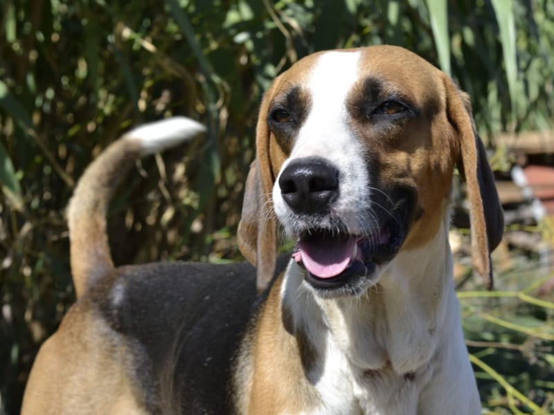 Dimmi – junger französischer Laufhund-Mischling sucht liebevolles Zuhause