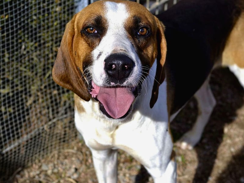 Dimmi – junger französischer Laufhund-Mischling sucht liebevolles Zuhause