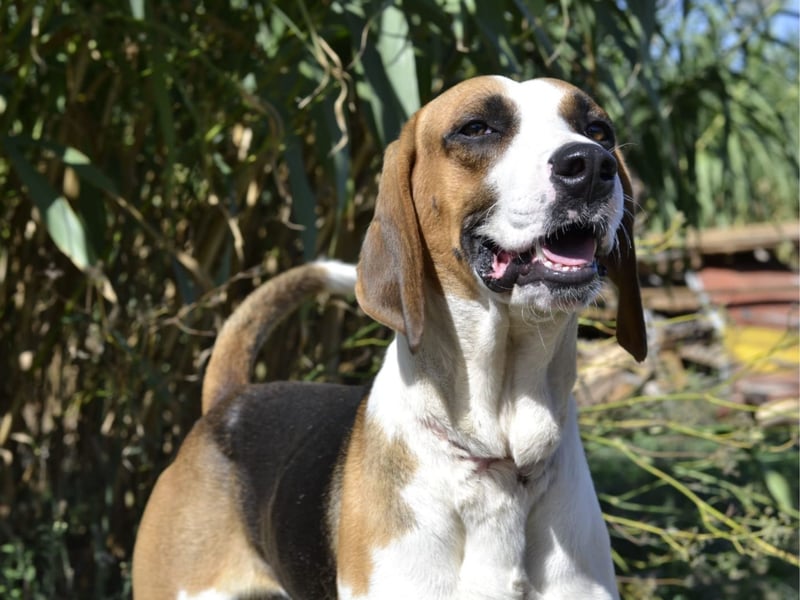 Dimmi – junger französischer Laufhund-Mischling sucht liebevolles Zuhause