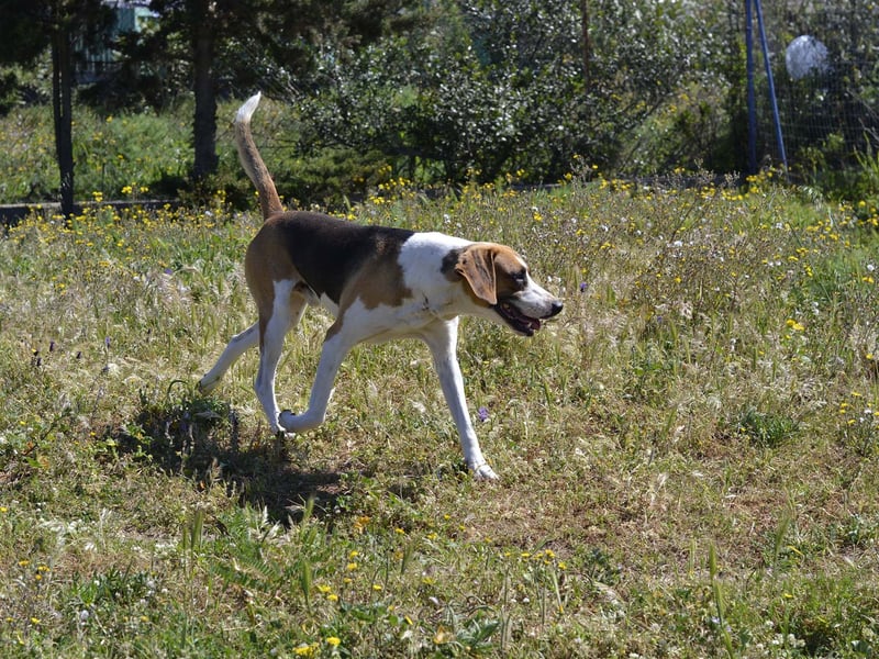 Dimmi – junger französischer Laufhund-Mischling sucht liebevolles Zuhause