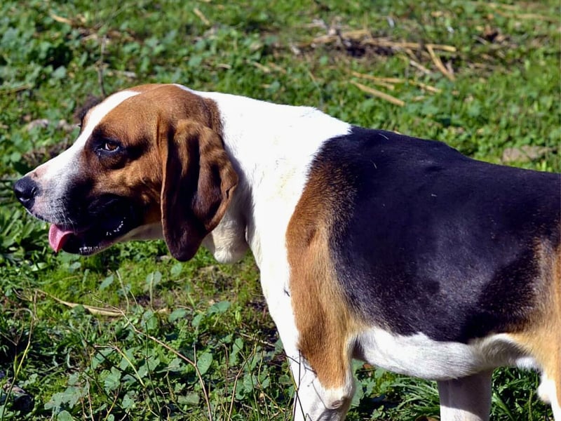 Dimmi – junger französischer Laufhund-Mischling sucht liebevolles Zuhause